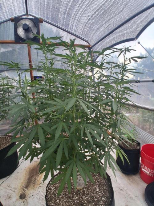 ZOAP greenhouse CO run. Week 18