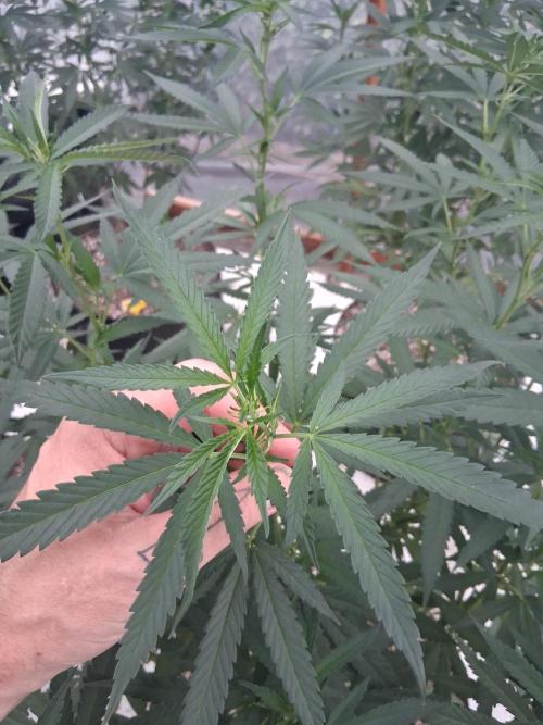 ZOAP greenhouse CO run. Week 18