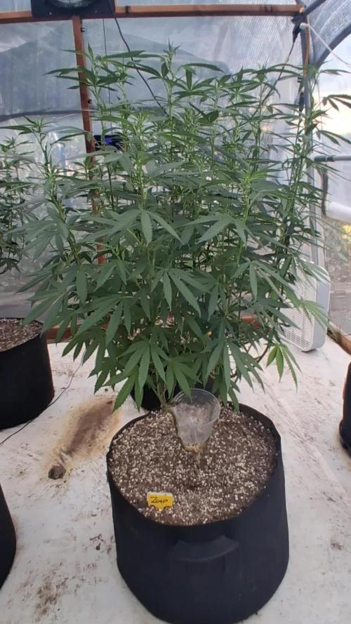 ZOAP greenhouse CO run