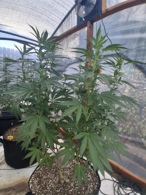 Rainbow Sherbet greenhouse CO run. Week 18
