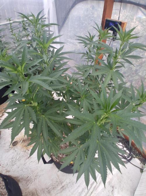 Rainbow Sherbet greenhouse CO run. Week 18