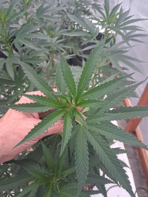Rainbow Sherbet greenhouse CO run. Week 18