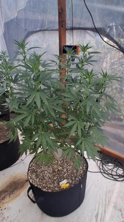 Rainbow Sherbet greenhouse CO run