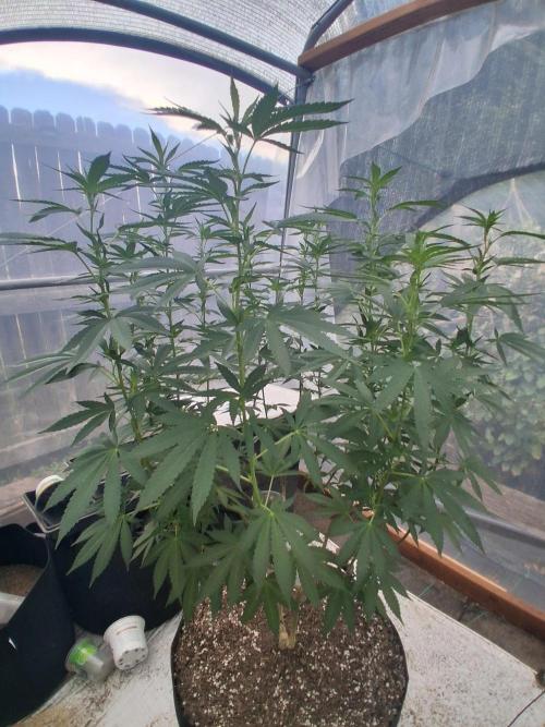 Giant Glookies greenhouse CO run. Week 18