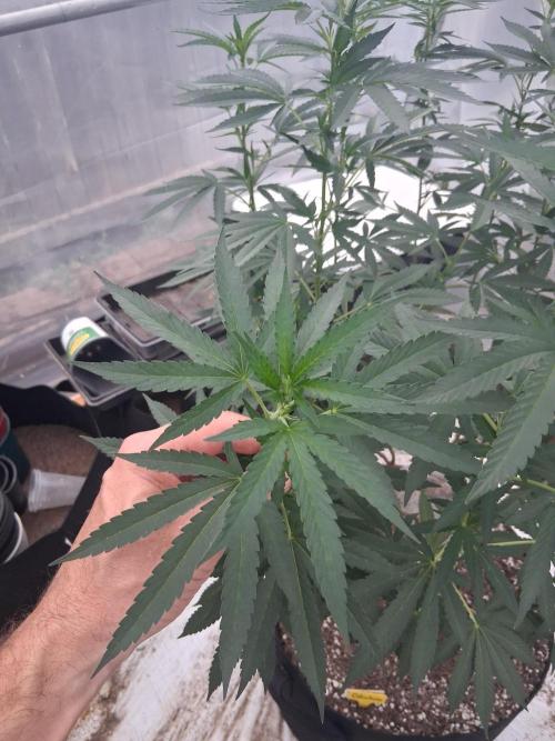 Giant Glookies greenhouse CO run. Week 18