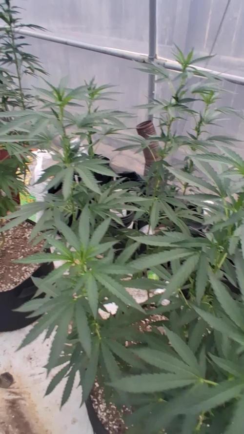 Giant Glookies greenhouse CO run