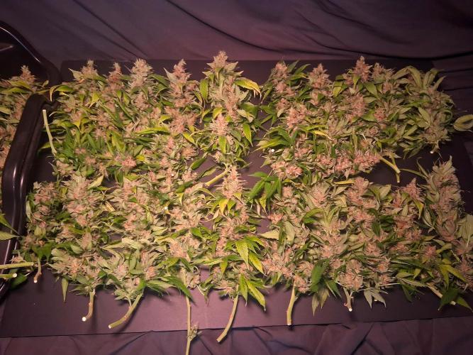 Red Runtz "hella topped". Week 25