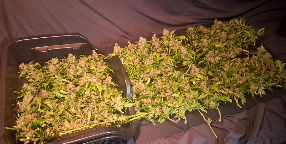 Red Runtz "hella topped". Week 25