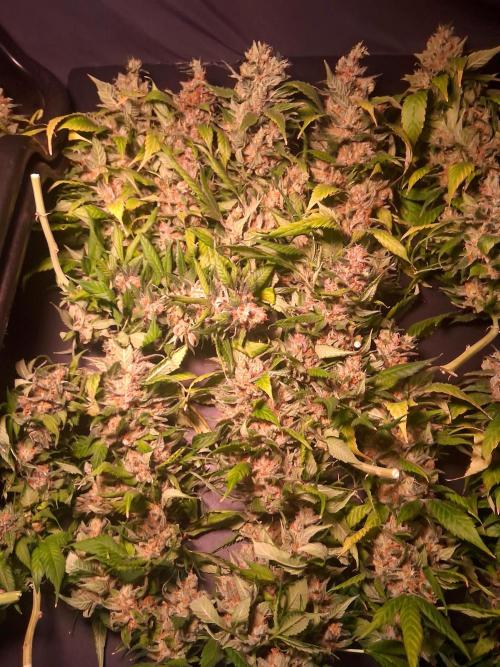 Red Runtz "hella topped". Week 25