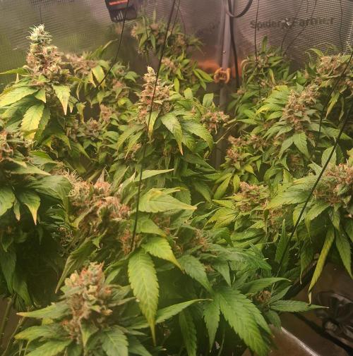 Red Runtz "hella topped". Week 25