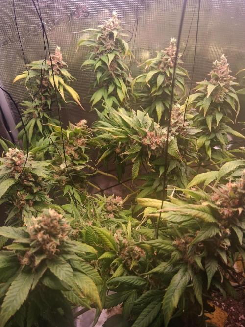 Red Runtz "hella topped". Week 25