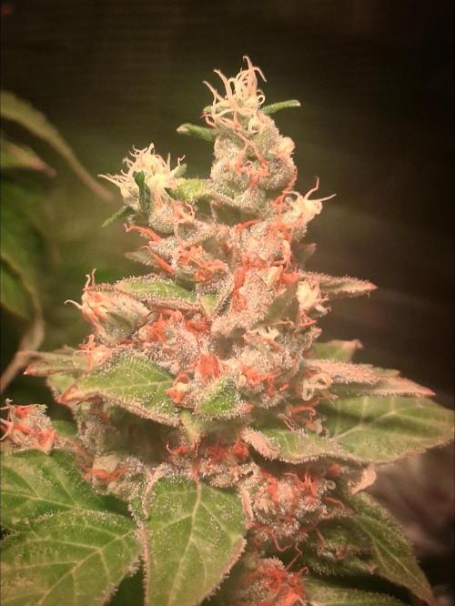 Red Runtz "hella topped". Week 25