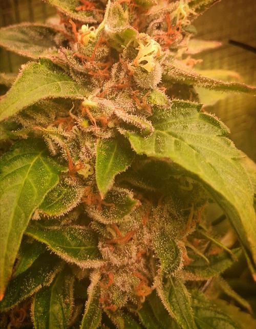 Red Runtz "hella topped". Week 25