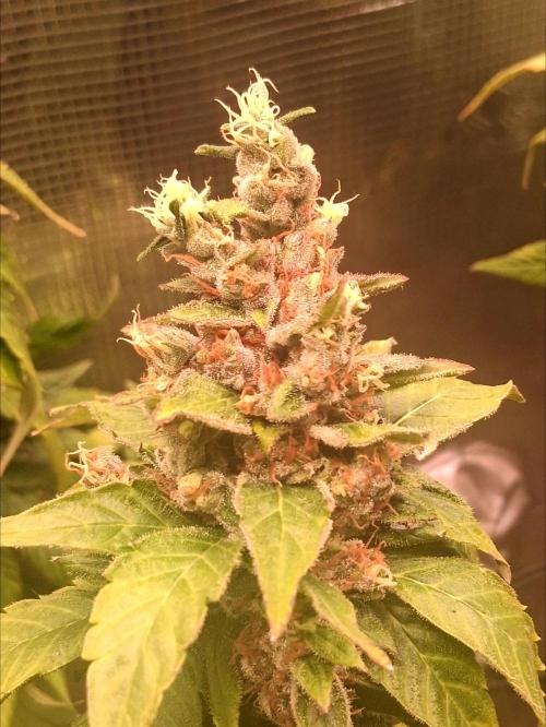 Red Runtz "hella topped". Week 25