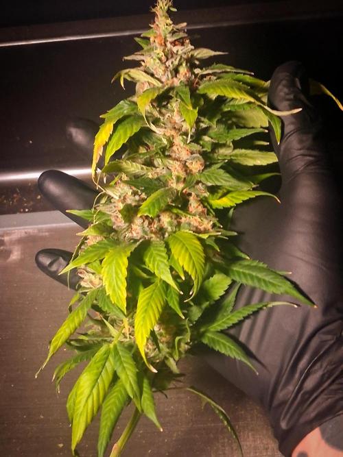 Red Runtz "hella topped". Week 25