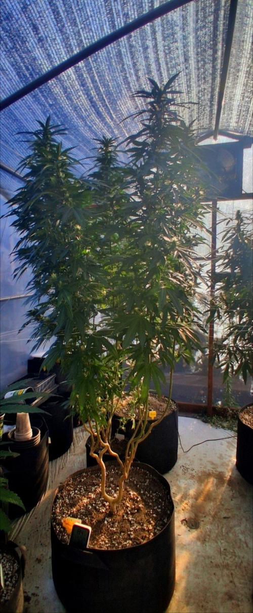 Ayahuasca Purple greenhouse CO run. Week 23