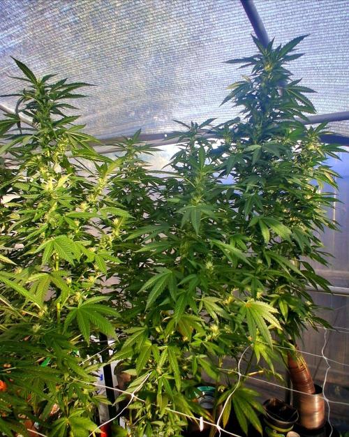 Ayahuasca Purple greenhouse CO run. Week 23