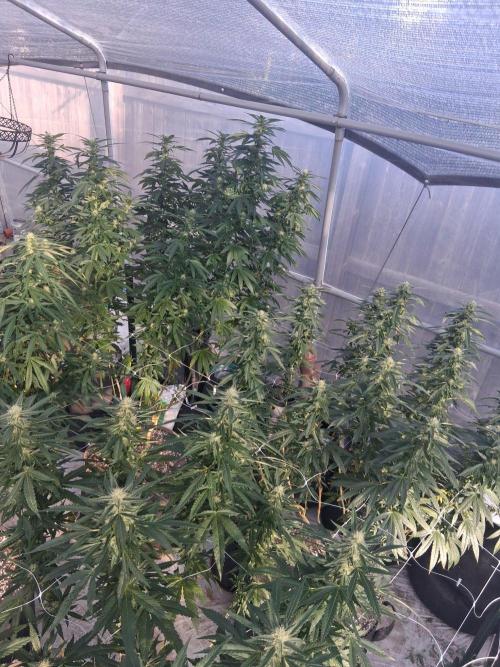 Ayahuasca Purple greenhouse CO run. Week 23