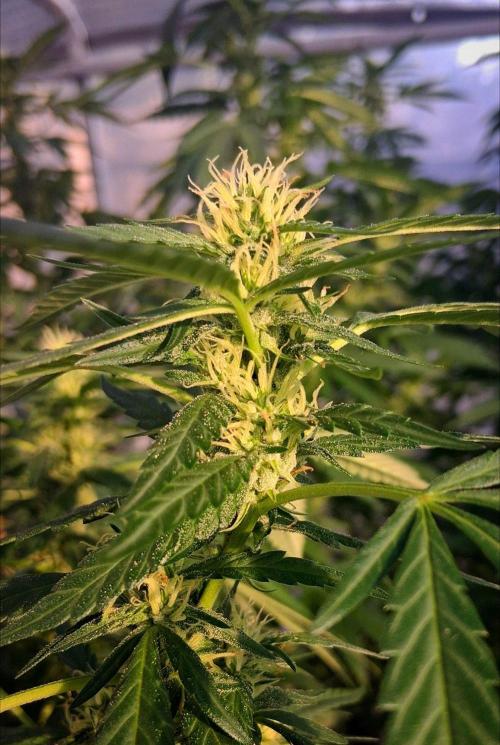 ZOAP greenhouse CO run. Week 23