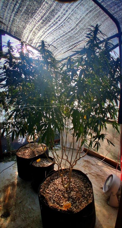 ZOAP greenhouse CO run. Week 23
