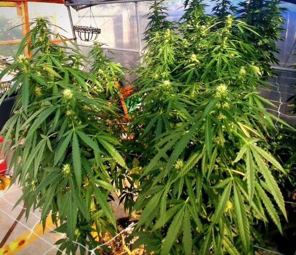 ZOAP greenhouse CO run. Week 23
