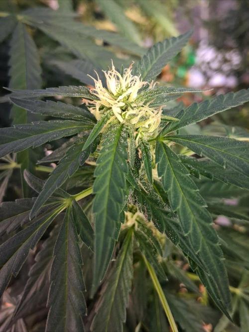 ZOAP greenhouse CO run. Week 23