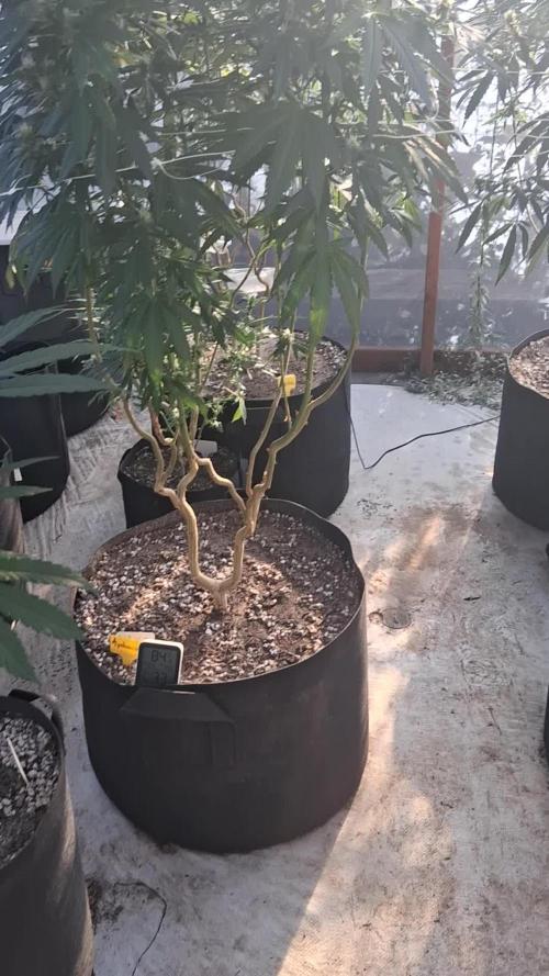 ZOAP greenhouse CO run