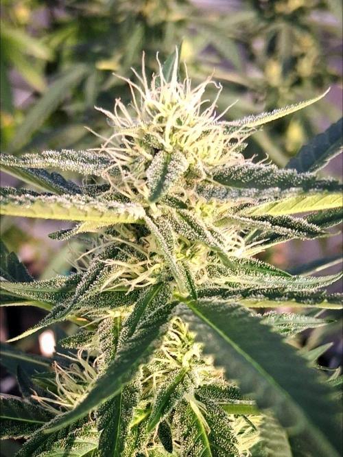 Rainbow Sherbet greenhouse CO run. Week 23