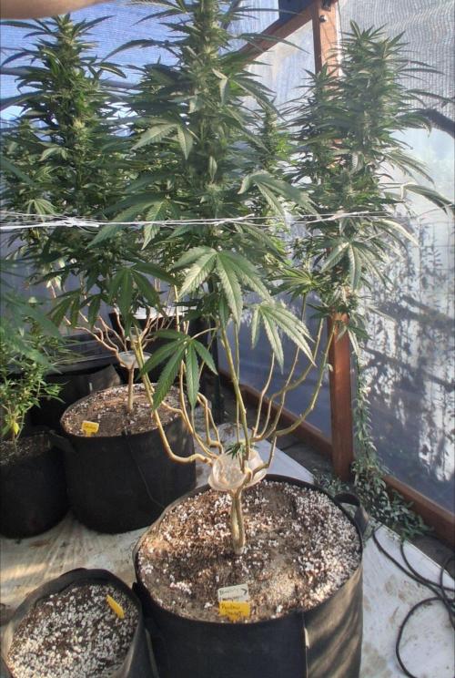 Rainbow Sherbet greenhouse CO run. Week 23
