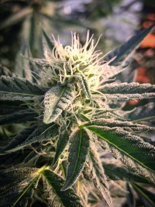 Rainbow Sherbet greenhouse CO run. Week 23