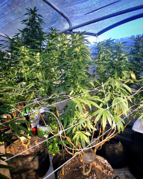 Giant Glookies greenhouse CO run. Week 23