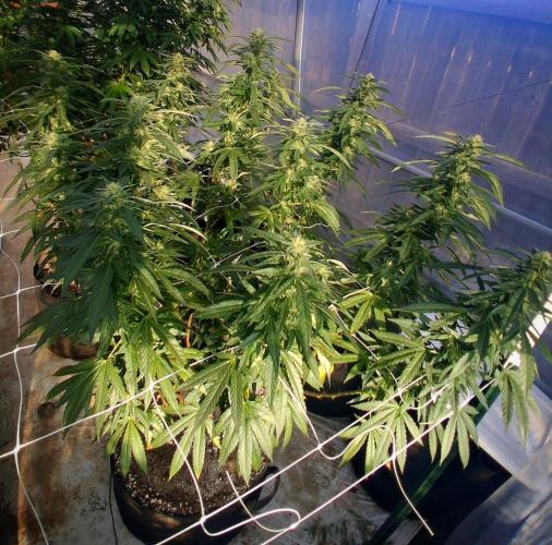 Giant Glookies greenhouse CO run. Week 23
