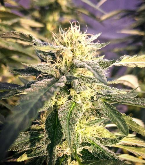Giant Glookies greenhouse CO run. Week 23