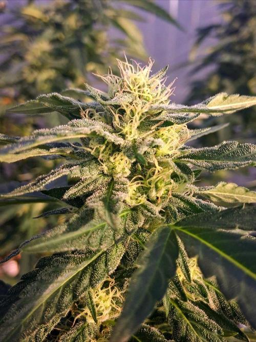 Giant Glookies greenhouse CO run. Week 23