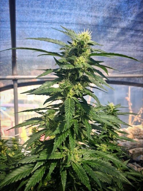 Ayahuasca Purple greenhouse CO run. Week 25