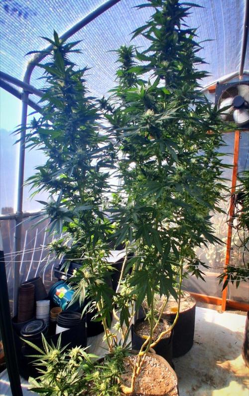 Ayahuasca Purple greenhouse CO run. Week 25