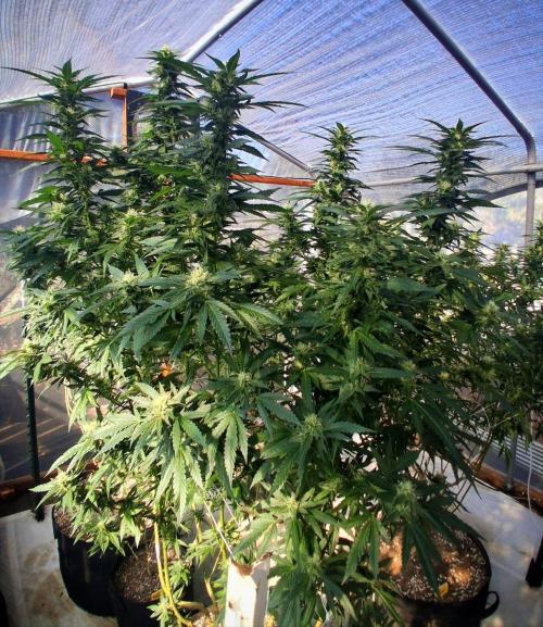 Ayahuasca Purple greenhouse CO run. Week 25