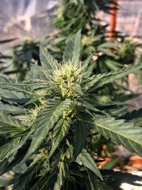 Ayahuasca Purple greenhouse CO run. Week 25