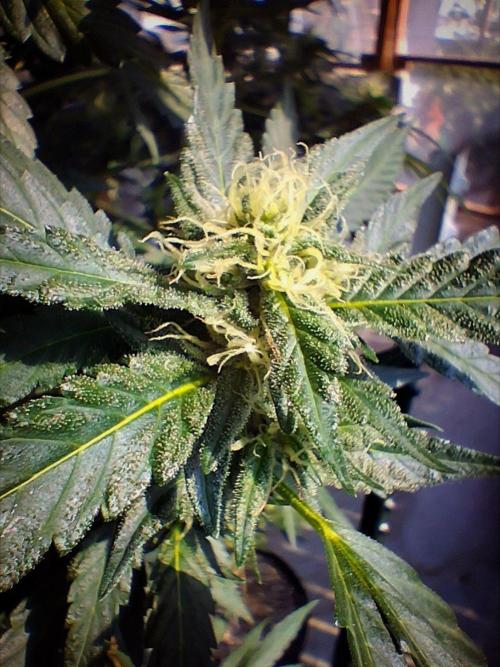 Ayahuasca Purple. Week 25