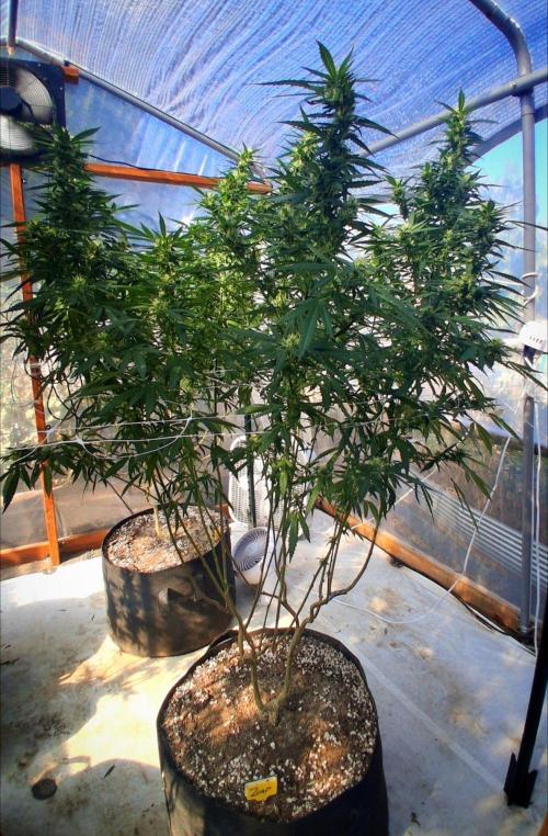 ZOAP greenhouse CO run. Week 25