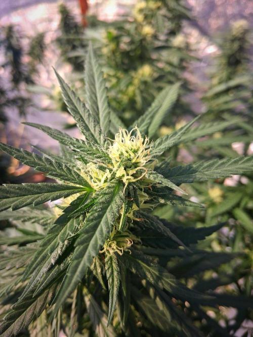 ZOAP greenhouse CO run. Week 25