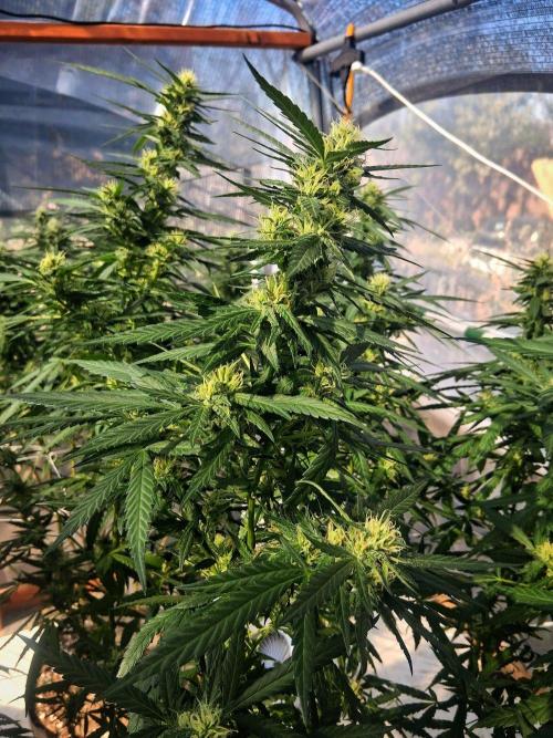 ZOAP greenhouse CO run. Week 25