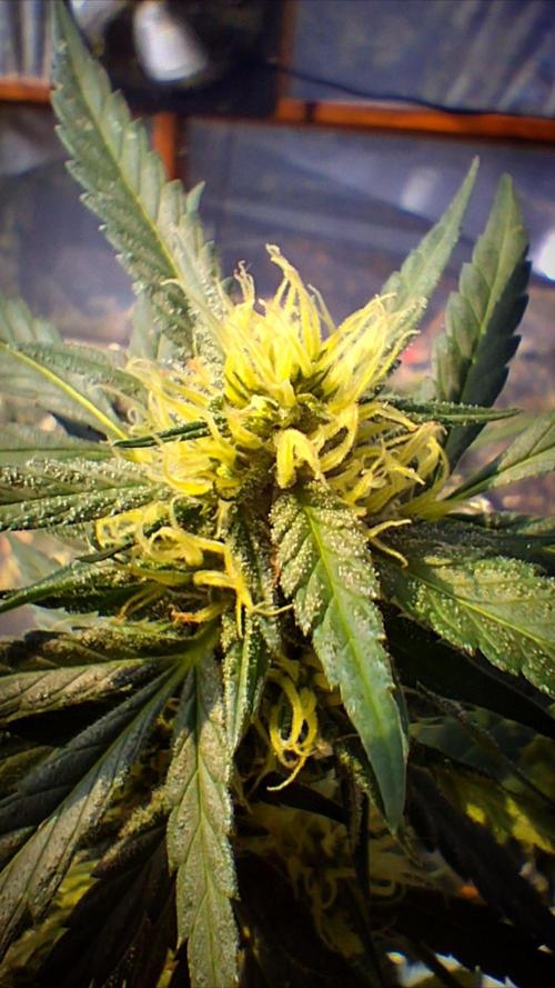 ZOAP greenhouse CO run. Week 25