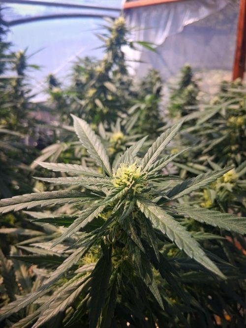 ZOAP greenhouse CO run. Week 25
