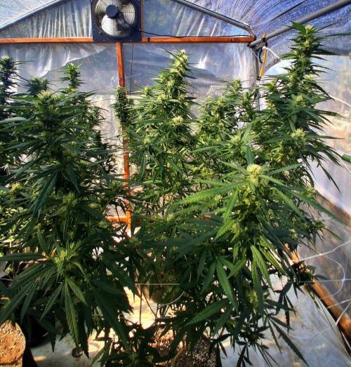 ZOAP greenhouse CO run. Week 25