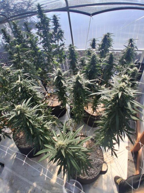 Rainbow Sherbet greenhouse CO run. Week 25
