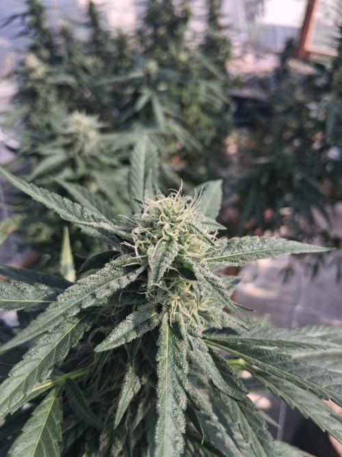Rainbow Sherbet greenhouse CO run. Week 25
