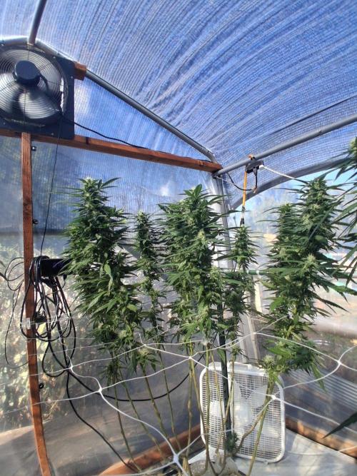 Rainbow Sherbet greenhouse CO run. Week 25