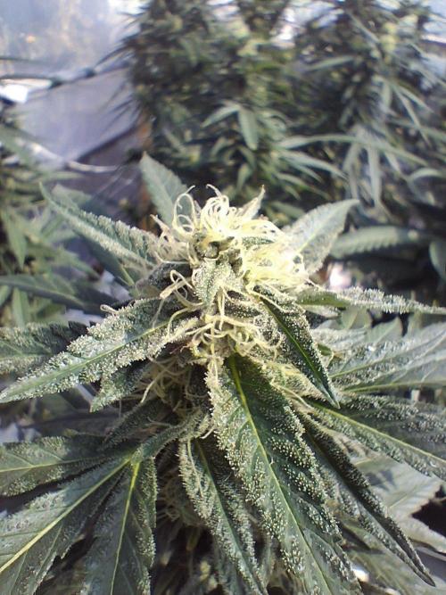 Rainbow Sherbet greenhouse CO run. Week 25