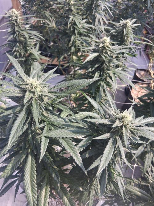 Rainbow Sherbet greenhouse CO run. Week 25